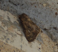Condica albigera