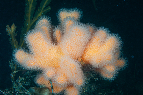 Dead Man's Fingers