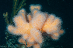 Dead Man's Fingers
