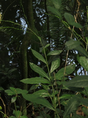 Petiveria alliacea