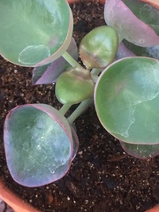 Kalanchoe nyikae