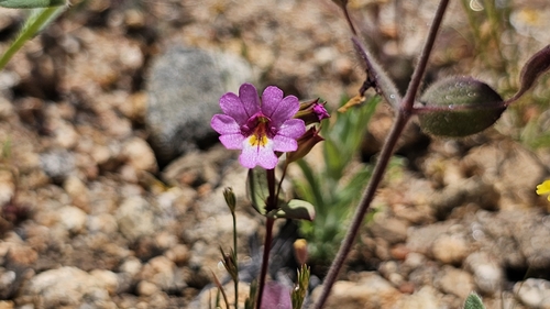 Erythranthe acutidens (Erythranthe acutidens)