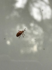 Plectonycha correntina