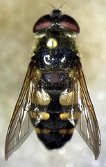 Sericomyia transversa