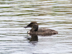 Blue-Billed Duck photo 5