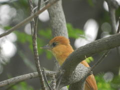 Pachyramphus homochrous