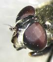 Sericomyia transversa