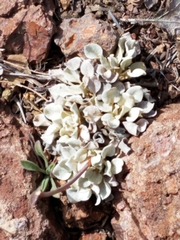Eriogonum tenellum