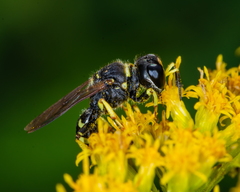 Ectemnius ruficornis