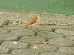 Furnarius leucopus cinnamomeus