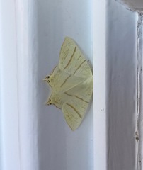 Ourapteryx sambucaria