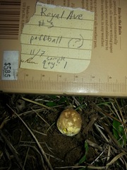 Lycoperdon dermoxanthum
