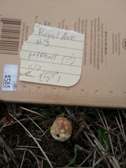 Lycoperdon dermoxanthum