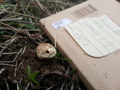 Lycoperdon dermoxanthum