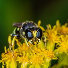 Ectemnius ruficornis
