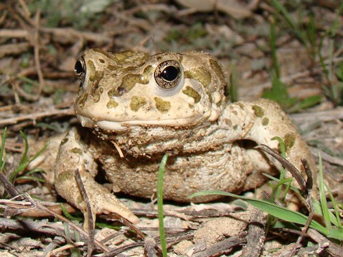 Bufotes viridis