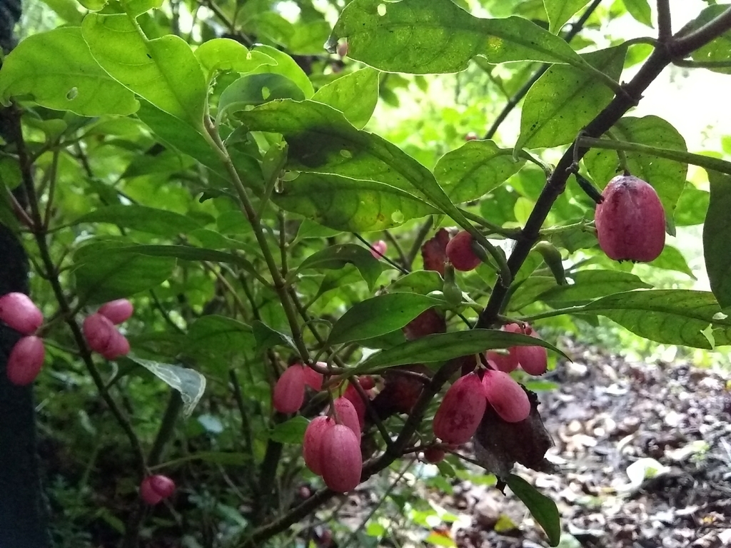 Hoffmannia excelsa