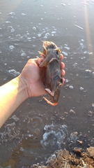 Thomomys