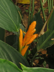 Stromanthe jacquinii