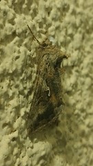 Autographa californica