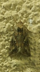 Autographa californica