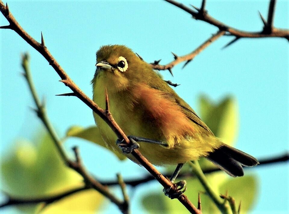 Mayotte White-Eye