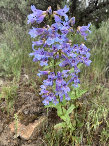Penstemon wilcoxii