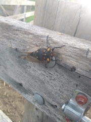 Macrotristria angularis