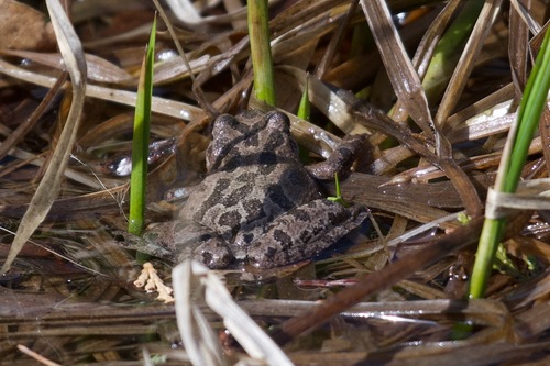iNaturalist observation photo of Pacific chorus frog