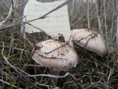 Agaricus