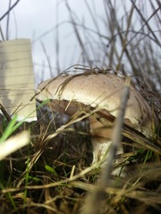 Agaricus
