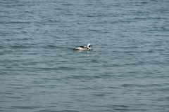 Clangula hyemalis image