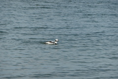 Clangula hyemalis image