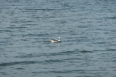 Clangula hyemalis image