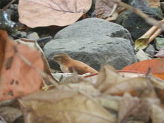 Furnarius leucopus cinnamomeus