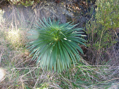 Argyroxiphium grayanum