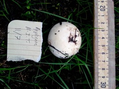 Agaricus porphyrocephalus pallidus