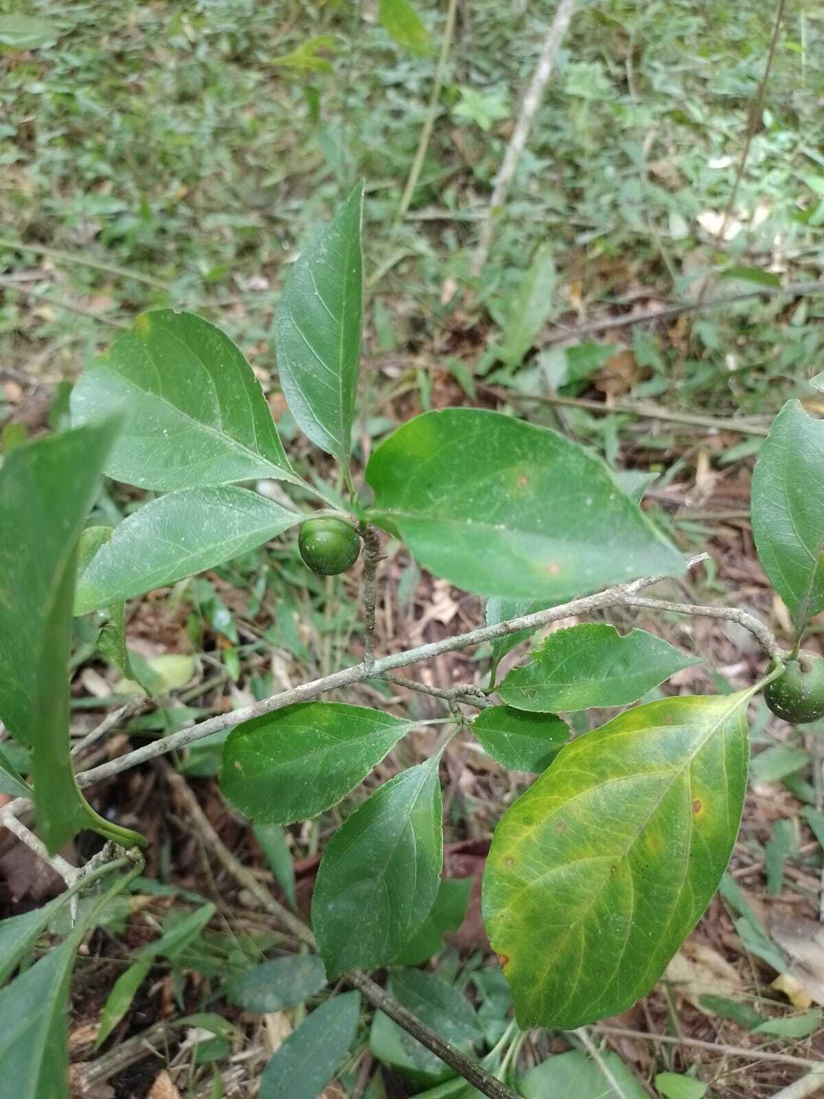 Imagem de Dendê-bravo