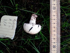 Agaricus porphyrocephalus pallidus