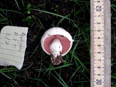 Agaricus porphyrocephalus pallidus