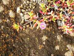 Carpobrotus virescens
