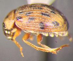 Berosus pantherinus