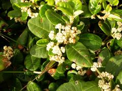 Spyridium globulosum