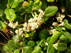 Spyridium globulosum