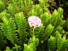 Pimelea ferruginea
