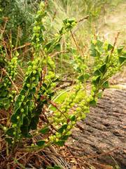 Acacia littorea