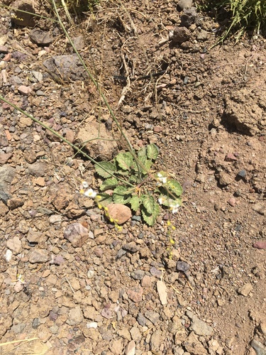 Crambe kralikii image