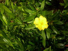 Hibbertia cuneiformis
