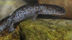 Hynobius leechii