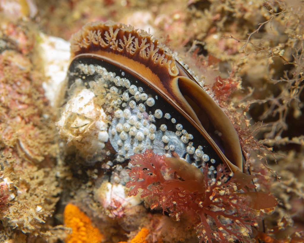Black Mussels